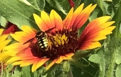 Dianthidium curvatum