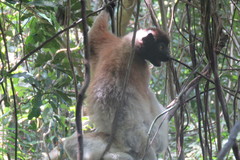 Propithecus coronatus