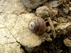 Plebecula nitidiuscula