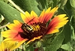 Dianthidium curvatum