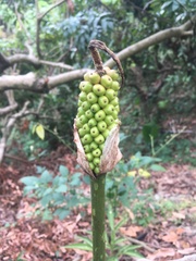 Amorphophallus kiusianus