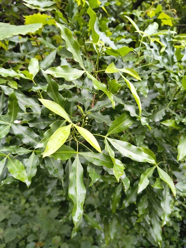 Vepris lanceolata