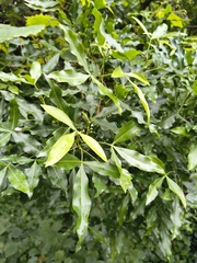 Vepris lanceolata