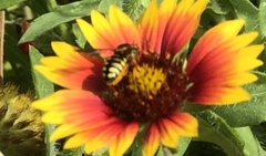 Dianthidium curvatum