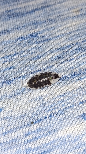 Common Shiny Woodlouse