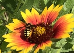 Dianthidium curvatum