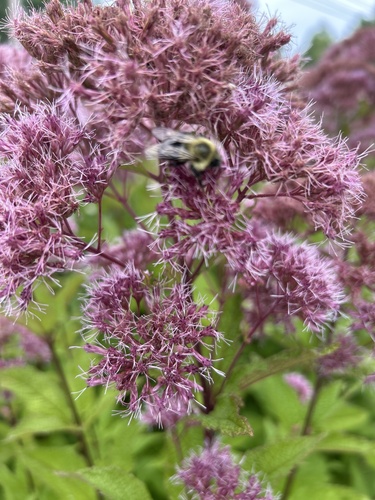 Common Eastern Bumble Bee