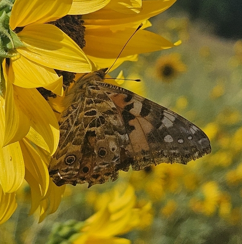 Painted Lady