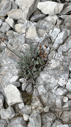 Silvery Yarrow
