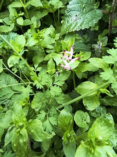 Fumaria muralis, photograph 3