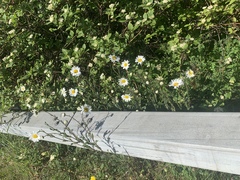 Leucanthemum vulgare