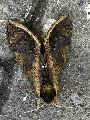 Manduca hannibal hamilcar
