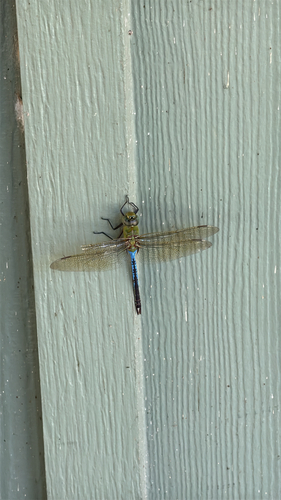 Common Green Darner