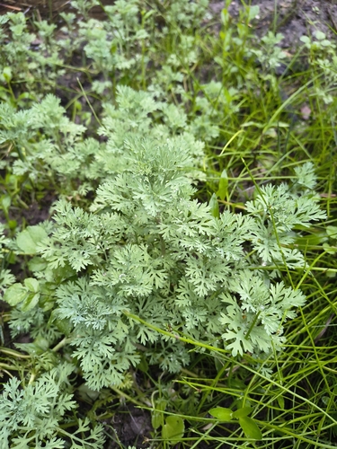 Cotula nigellifolia, photograph 1