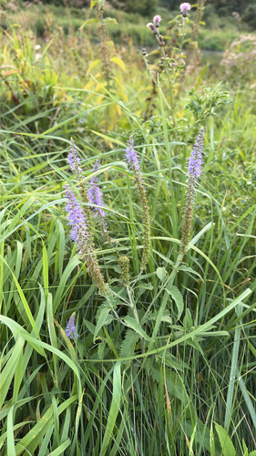 Long-leaved Speedwell