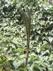 Amorphophallus kiusianus