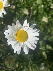 Leucanthemum vulgare