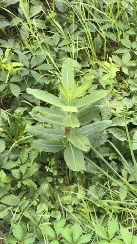 common milkweed