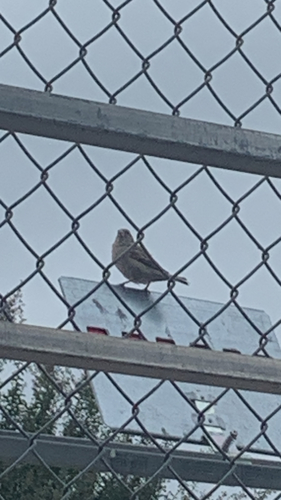 House Sparrow