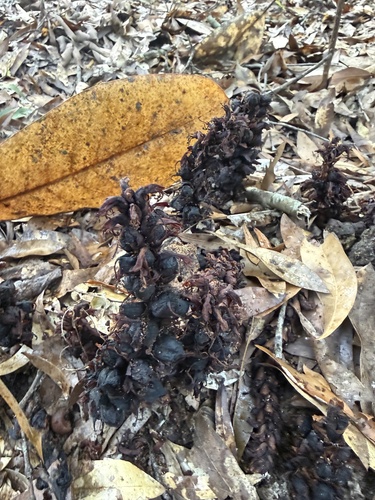 Conopholis americana, photograph 5