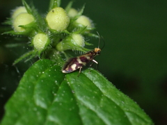 Micropterix schaefferi