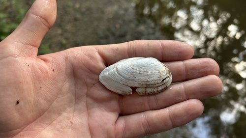 Pondmussel