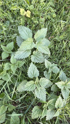 great stinging nettle
