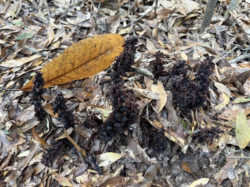 Conopholis americana, photograph 6