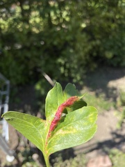 Dysaphis crataegi