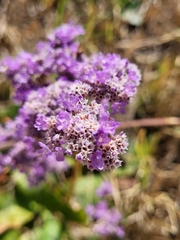 Limonium gmelini