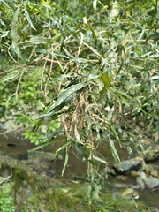 (c) jeanjacquesgodon, some rights reserved (CC BY) Buddleja saligna, photograph (c) jeanjacquesgodon, some rights reserved (CC BY)