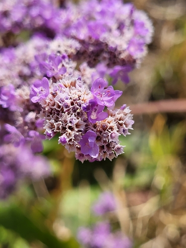 Limonium gmelini, photograph 2