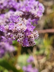 (c) Lars, some rights reserved (CC BY) Limonium gmelini, photograph (c) Lars, some rights reserved (CC BY)
