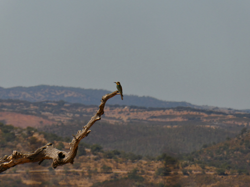European Bee-eater