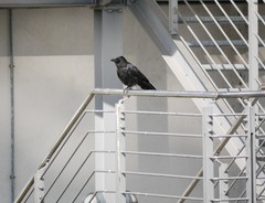 Corvus corone