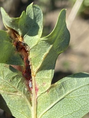 Dysaphis crataegi