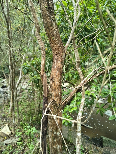 Buddleja saligna, photograph 4
