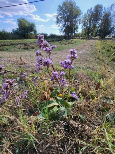 Limonium gmelini, photograph 4