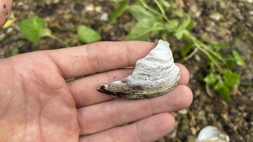 Three-ridge Mussel