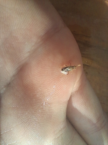 Hyaline Grass Bug