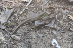 Trachylepis comorensis