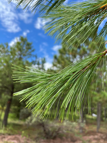 Pinus leiophylla observed 2026-09-12