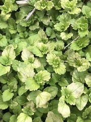 Veronica arvensis