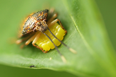 Antiteuchus sepulcralis