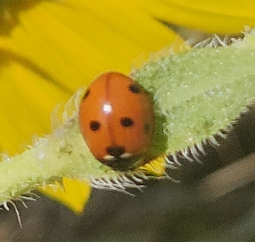 Seven-spotted Lady Beetle