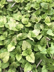 Veronica arvensis