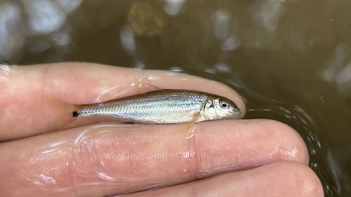 Suckermouth Minnow