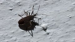 Dicranocephalus agilis