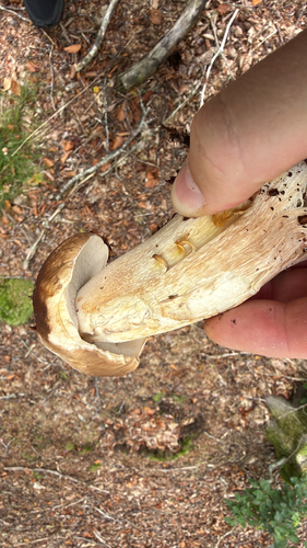 King Bolete