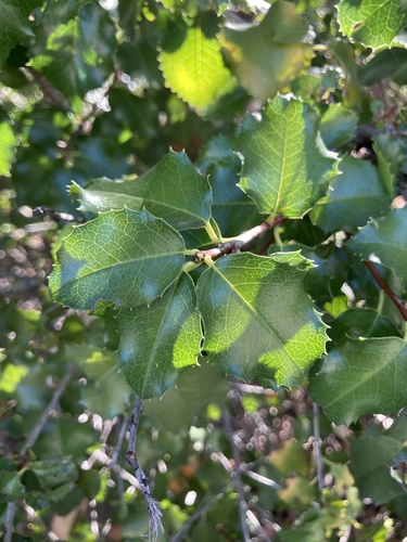 iNaturalist observation photo of hollyleaf cherry